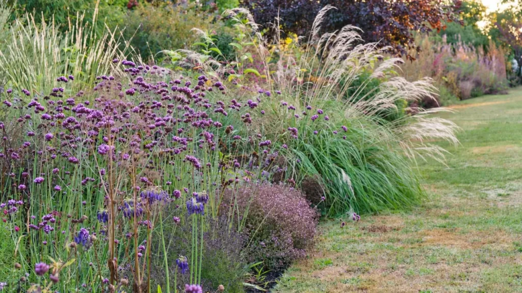 Purple flowers and arching grasses in the Long Border beside a mown grass edge.